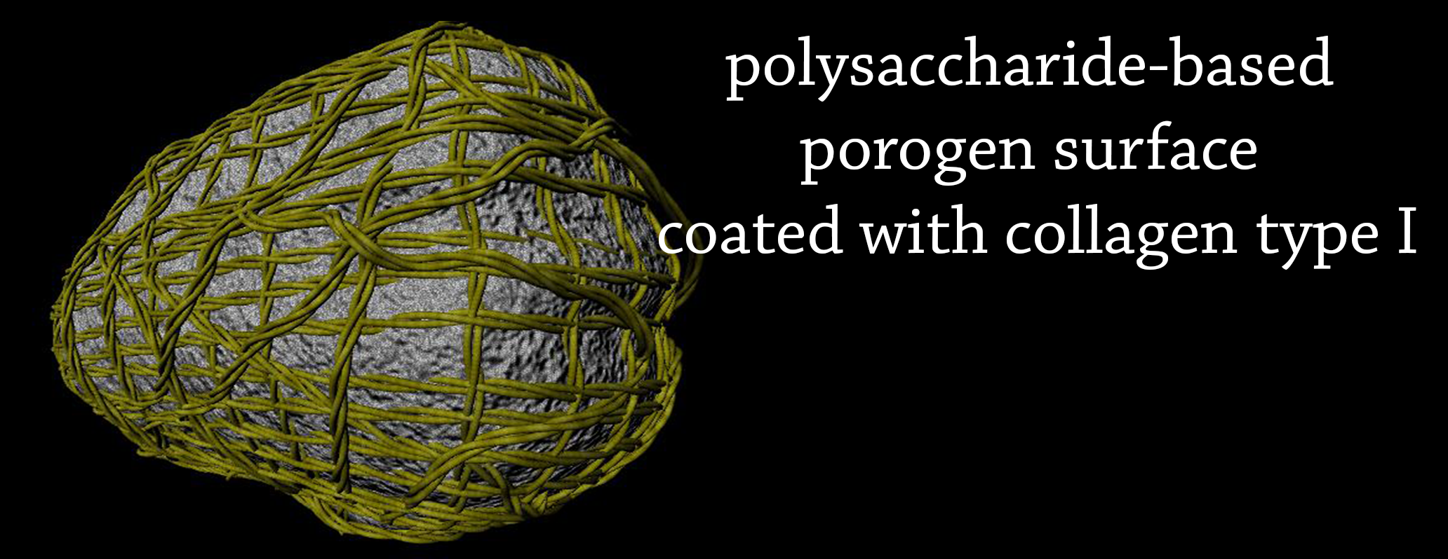 Ricostruzione 3D di un granulo di ceramica ricoperto di collagene IV