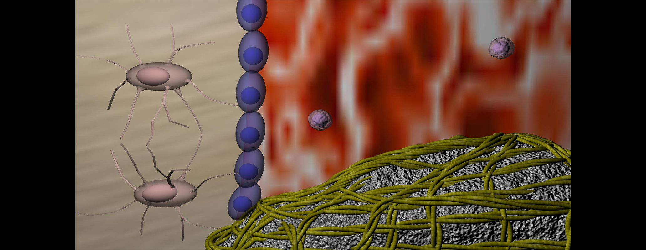 Primo scatto di una animazione che illustra i meccanismi cellulari di ricostruzione ossea