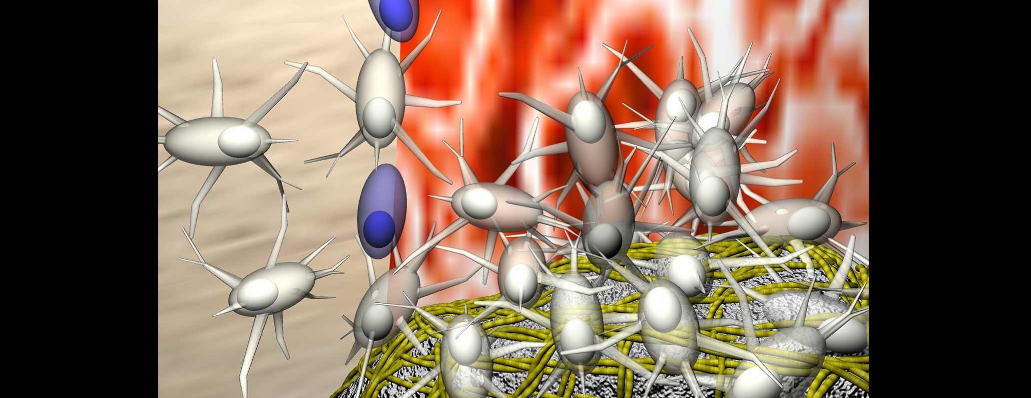 Secondo scatto di una animazione che illustra i meccanismi cellulari di ricostruzione ossea