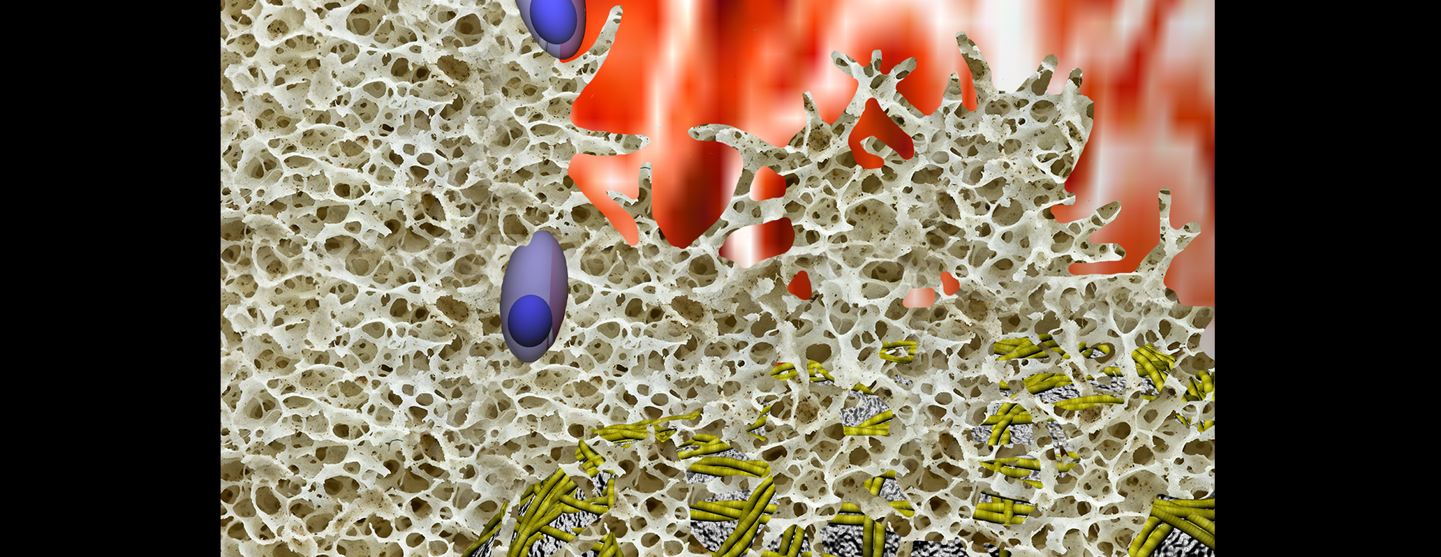 Terzo scatto di una animazione che illustra i meccanismi cellulari di ricostruzione ossea