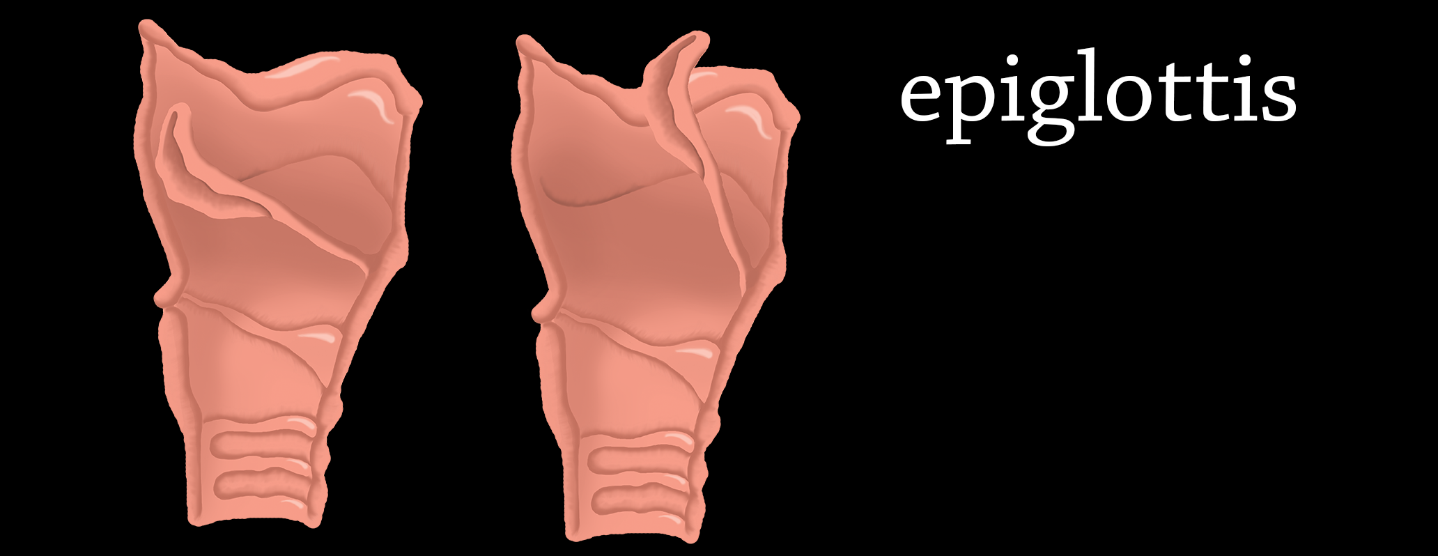 illustrazione 2Da mano libera: apertura e chiusura dell'epiglottide. Vista medio-latrale