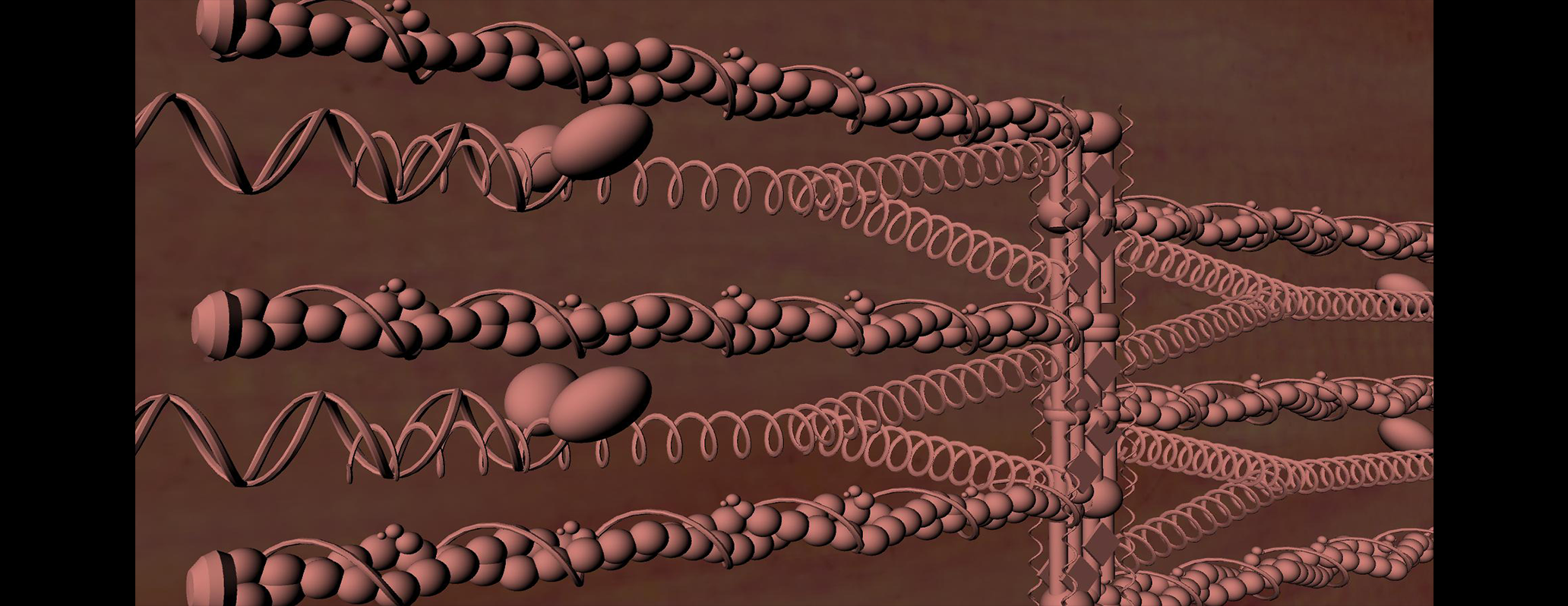 Zoom sui rapporti tra le proteine sarcomeriche: ricostruzione 3D