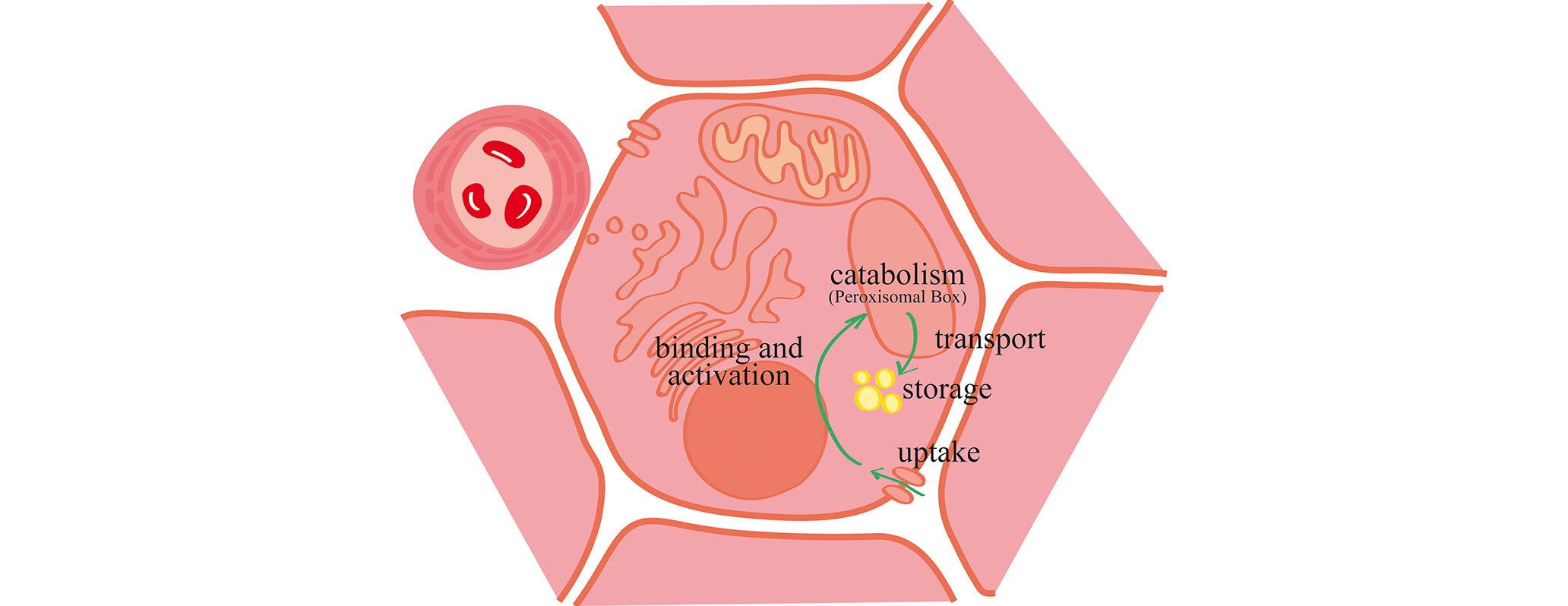 Schema di un pathway cellulare a livello eptocitario, illustrazione a mano libera