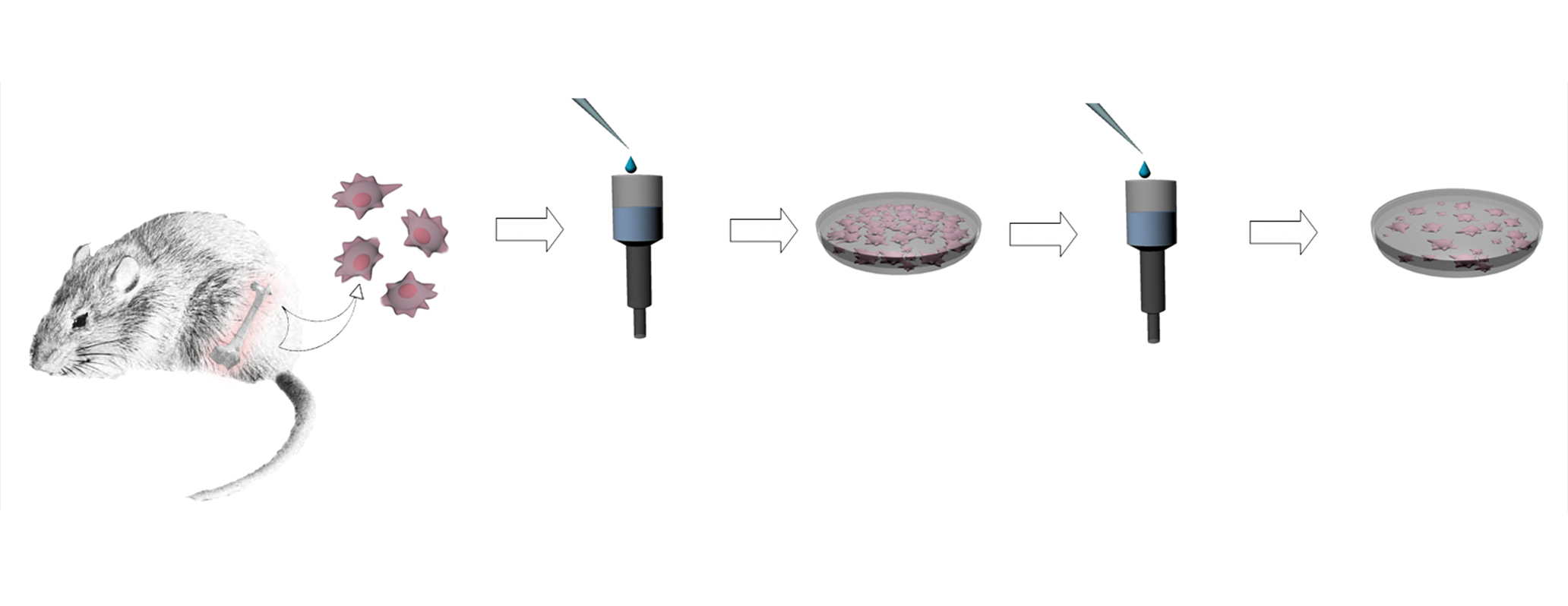 Schema di una metodica di separazione cellulare su base anticorpale