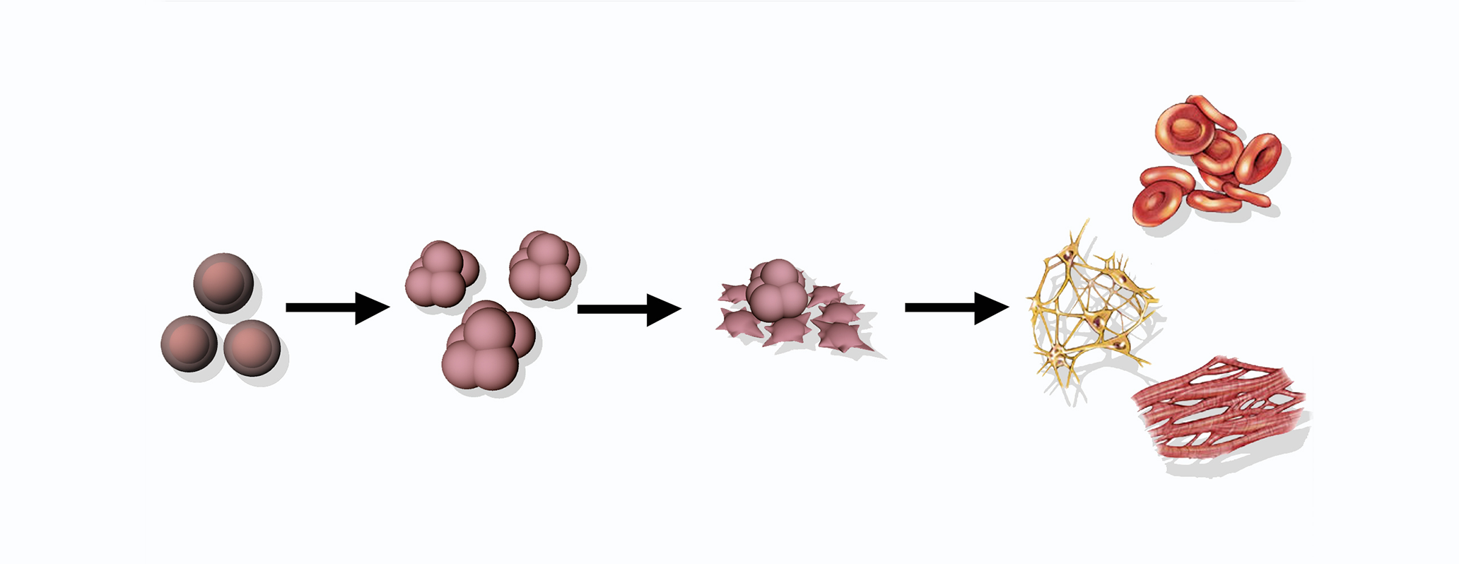 Schema di una metodica per il differenziamento cellulare