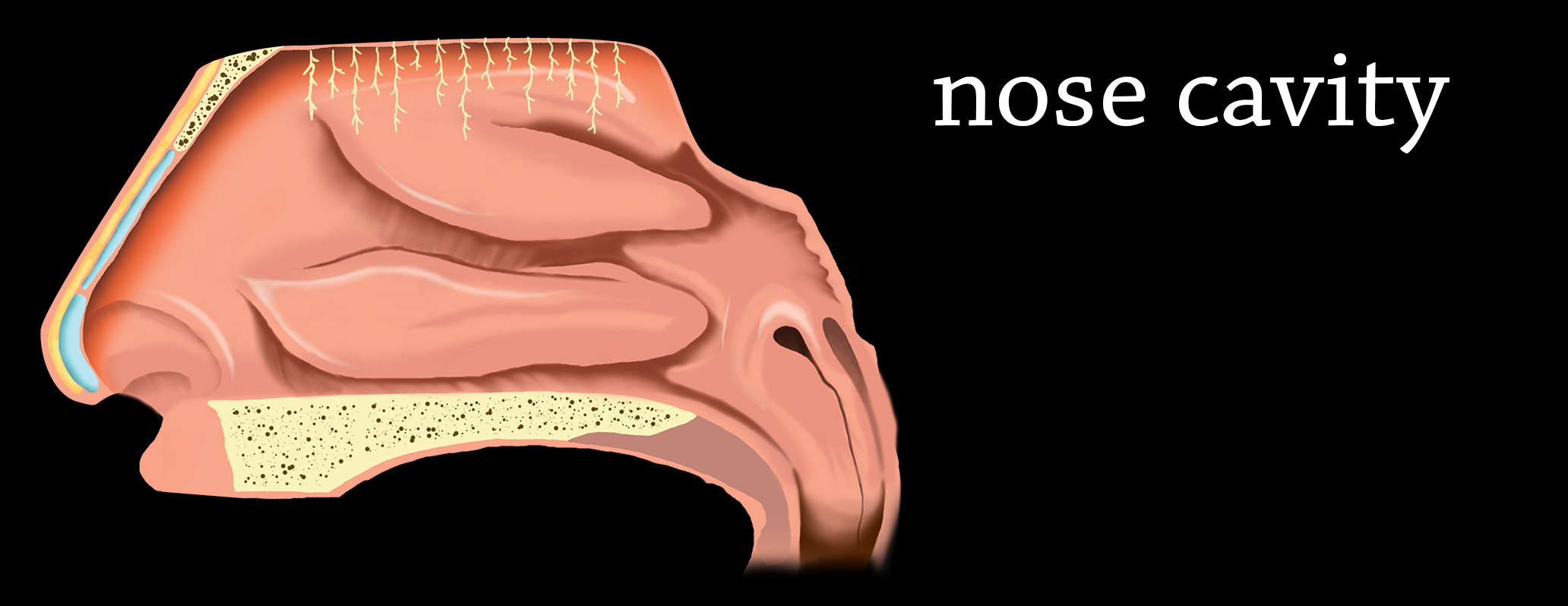 illustrazione 2Da mano libera: cavità nasale, peluzzi olfattivi non in scala per esigenze comunicative. Vista medio-latrale
